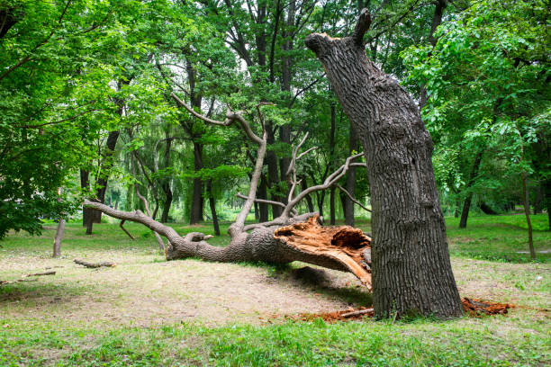 Mulching Services in Burke Centre, VA