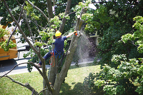 Best Tree Trimming and Pruning  in Burke Centre, VA