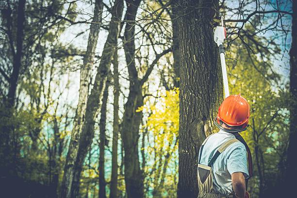 Best Arborist Consultation Services  in Burke Centre, VA